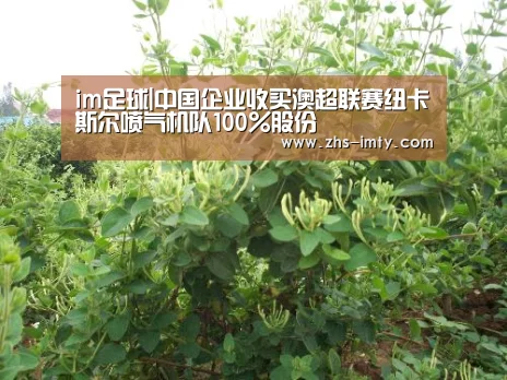 im足球|中国企业收买澳超联赛纽卡斯尔喷气机队100%股份(图1) im足球